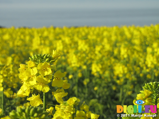 SX18007 Field of yellow Rape (Brassica napus)